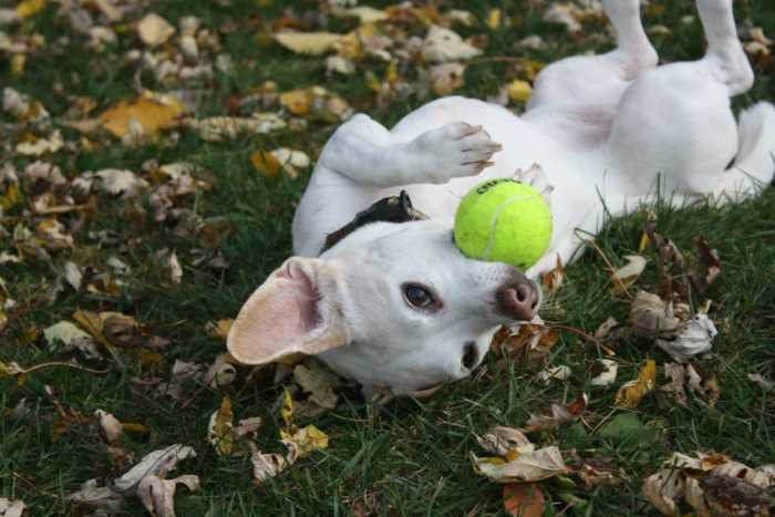 pets playing