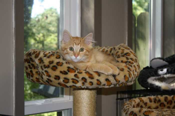 lazy cat
