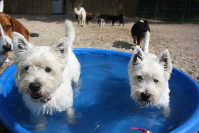 pets playing