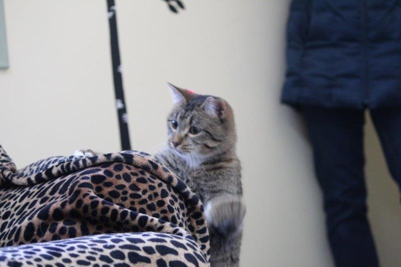 lazy cat