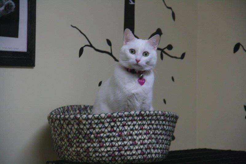 lazy cat