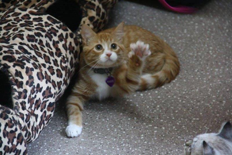 lazy cat