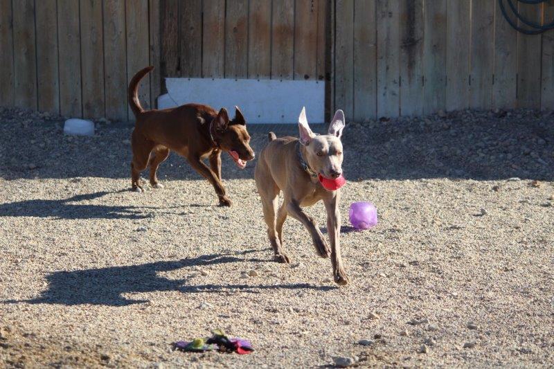 pets playing
