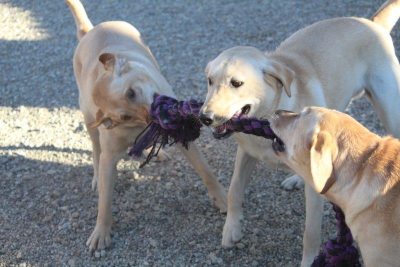 pets playing