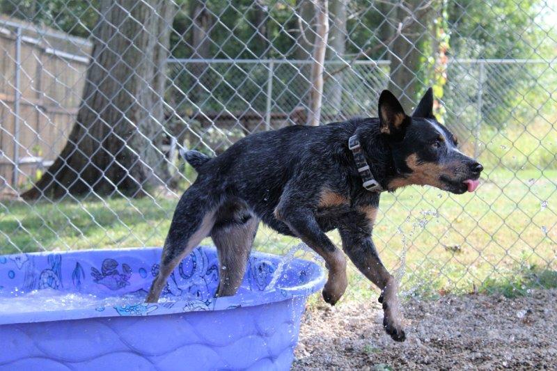 pets playing