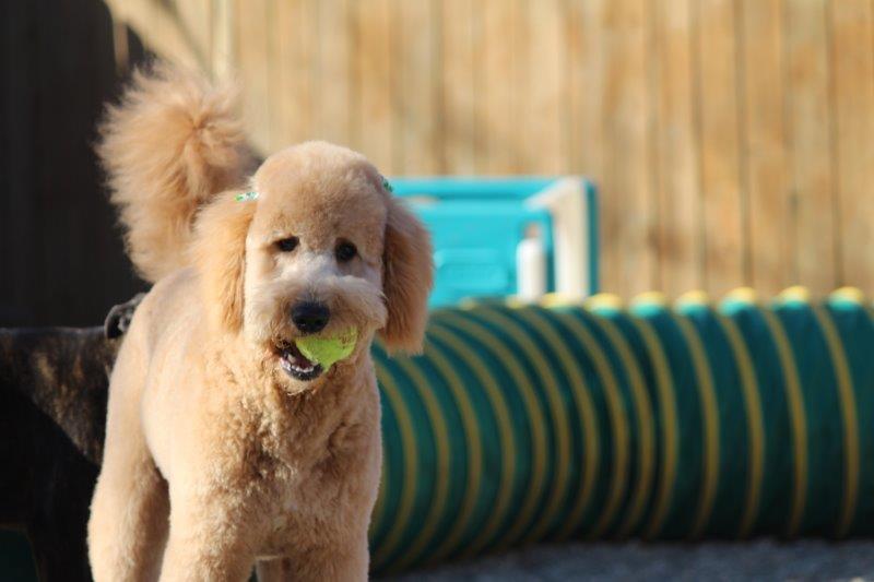 pets playing