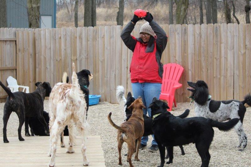 pets playing