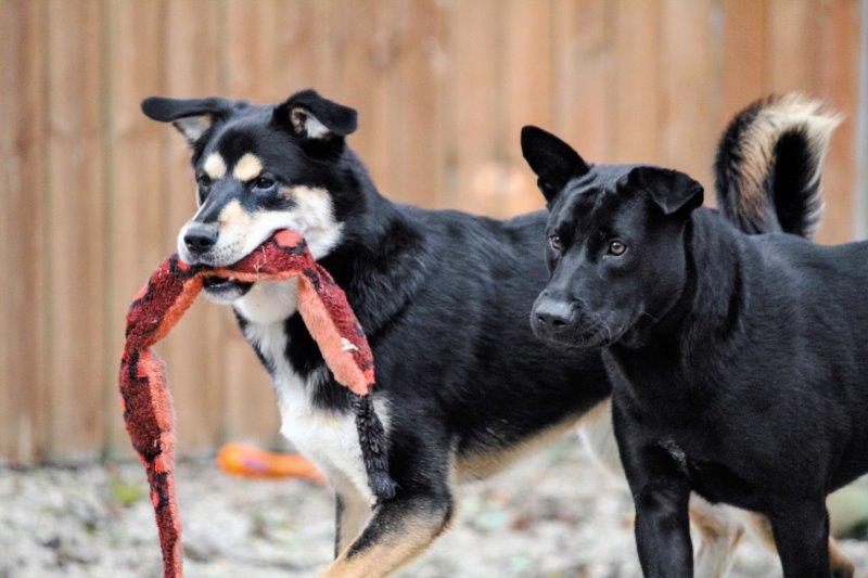 pets playing