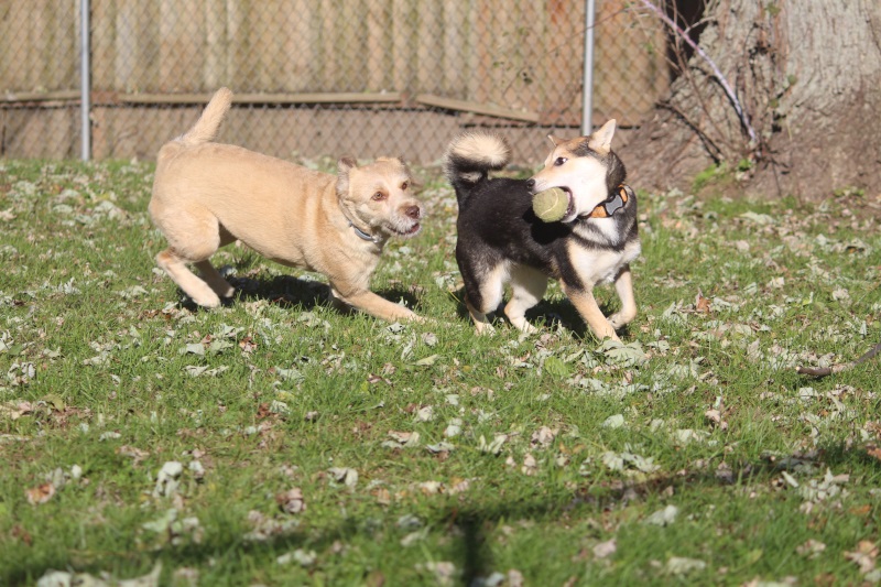 pets playing