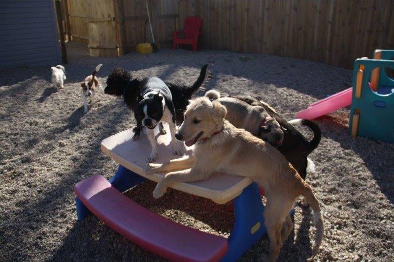 pets playing