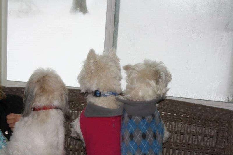 pets playing