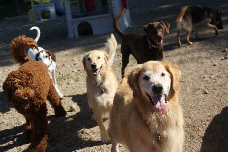 pets playing