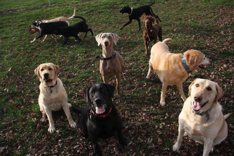 pets playing