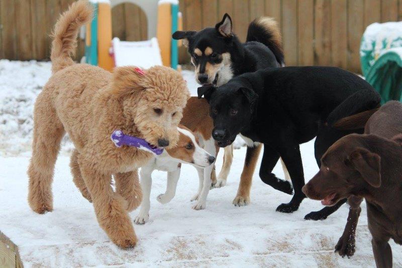 pets playing