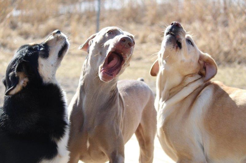pets playing