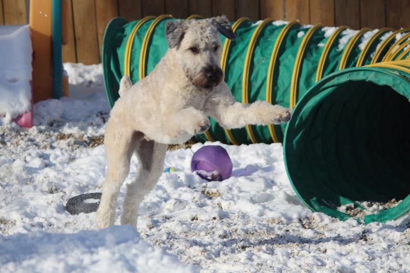 pets playing
