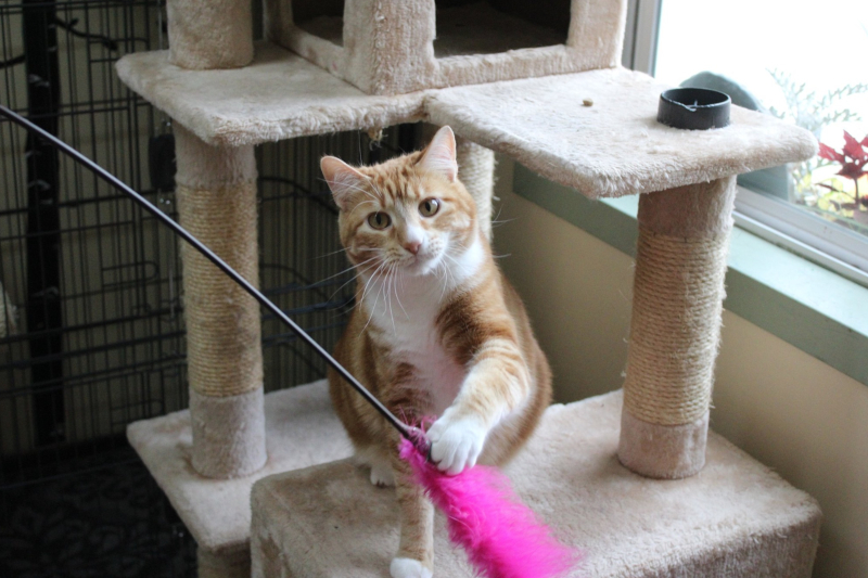 pets playing