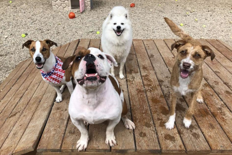 pets playing